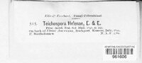Chaetoplea helenae image